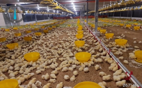 Kiểm tra dự án Hợp tác đầu tư trang trại  chăn nuôi gà theo mô hình trại lạnh khép kín