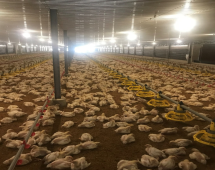 Kiểm tra dự án Hợp tác đầu tư trang trại  chăn nuôi gà theo mô hình trại lạnh khép kín