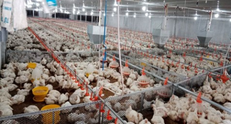 Dự án Xây dựng Trang trại chăn nuôi gà theo mô hình trại lạnh khép kín